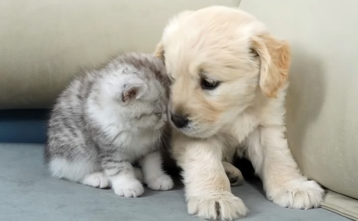 寄り添う子猫と子犬