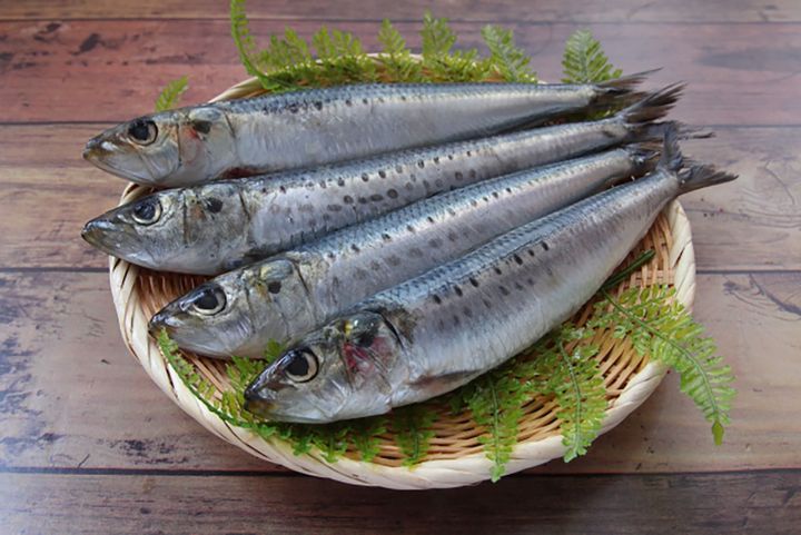 、脂がのって美味しい「入梅いわし」