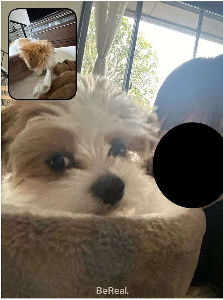 「家族＆愛犬への愛アピ」の写真