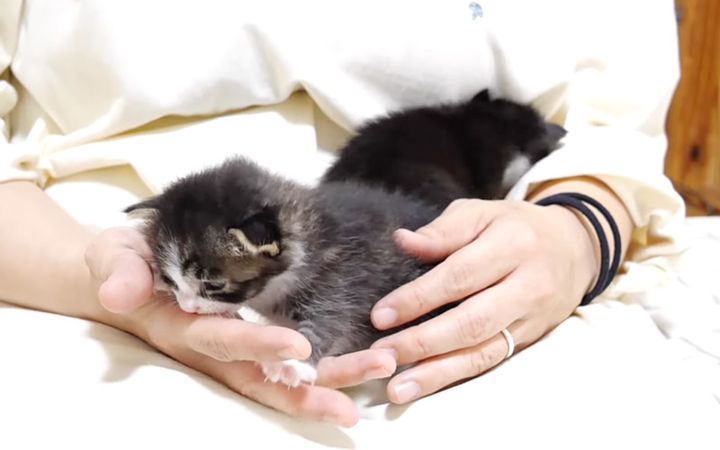 フミフミする子猫