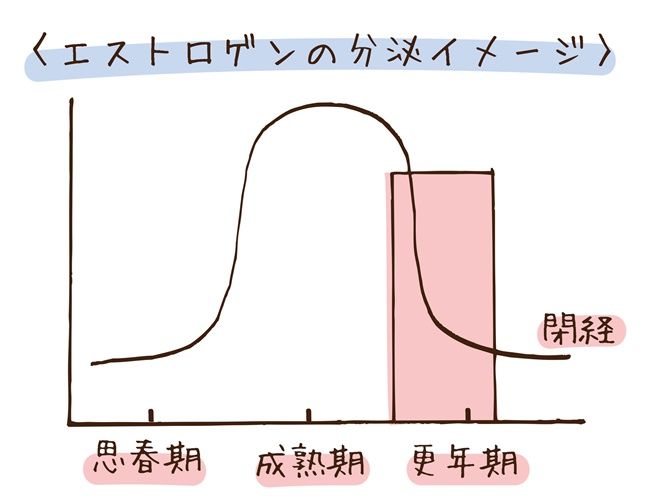 エストロゲン分泌