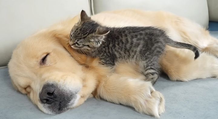 犬を起こそうと頑張る子猫