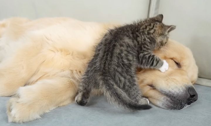 犬を起こそうと頑張る子猫