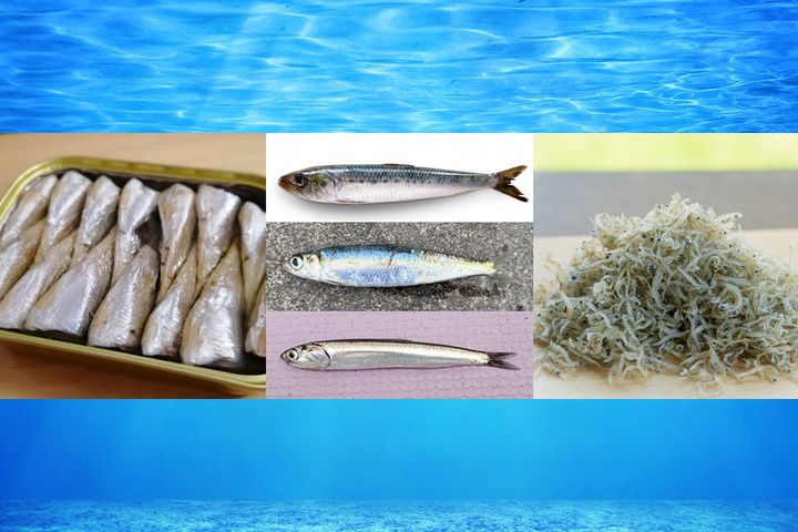 イワシにはいろいろな種類がある！