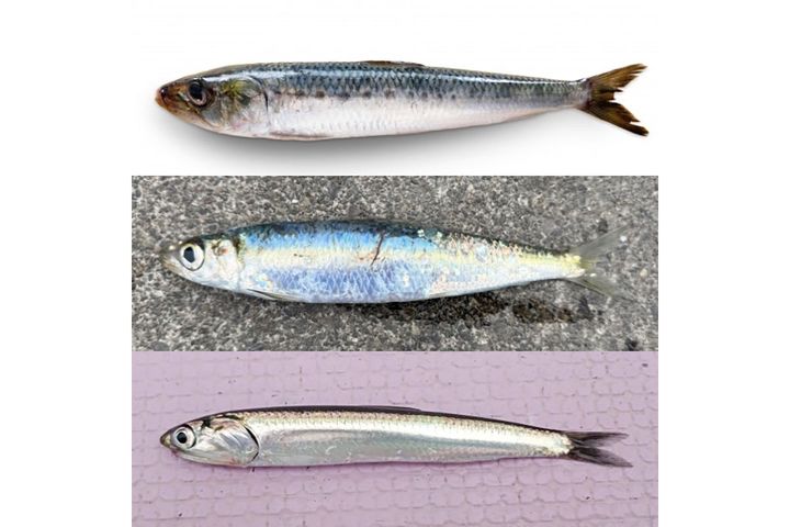 ▲「イワシ御三家」。写真上から、マイワシ、ウルメイワシ、カタクチイワシ。