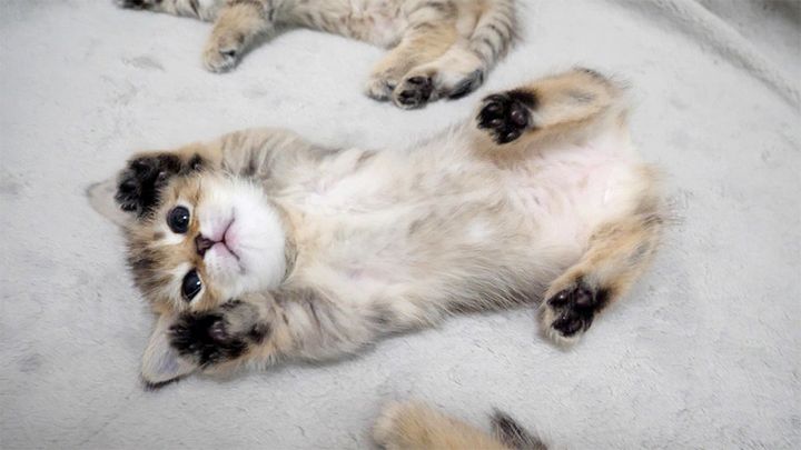 寝返りを披露する子猫
