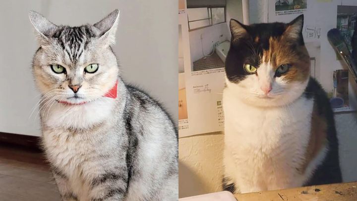 猫のふみとうに