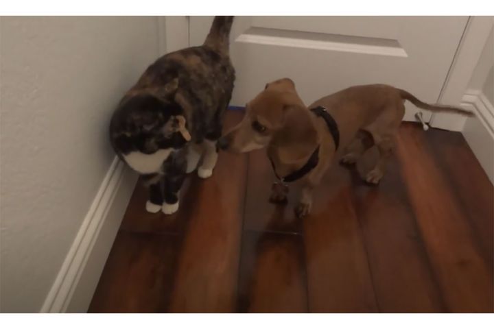 しつこく追いかける子犬と逃げる猫ちゃん