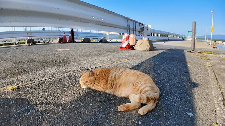 いつも寝ている漁港の猫さん