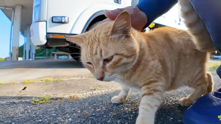 スリスリする猫さん