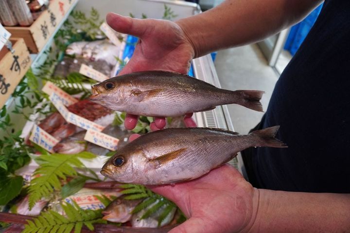 初夏に旬を迎えるイサキ。可愛い顔をしているけれど骨が固いので刺さらないように注意