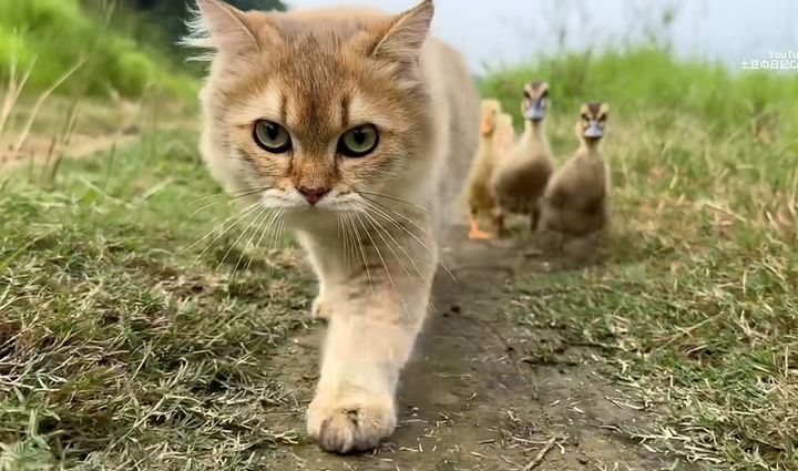 ヒナ達を引き連れて歩く猫