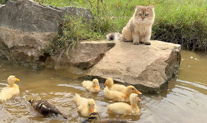 ヒナ達を遊ばせる猫