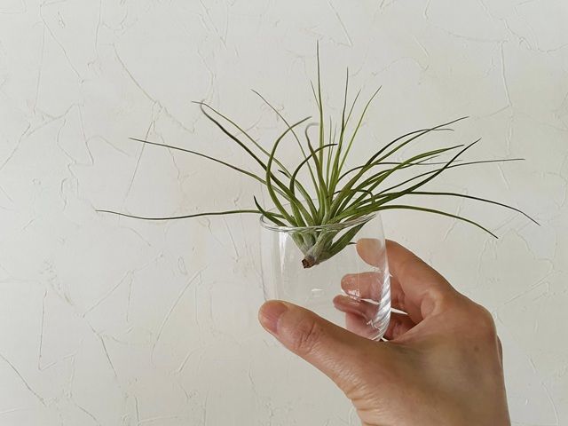 ダイソー エアプランツ 飾り方