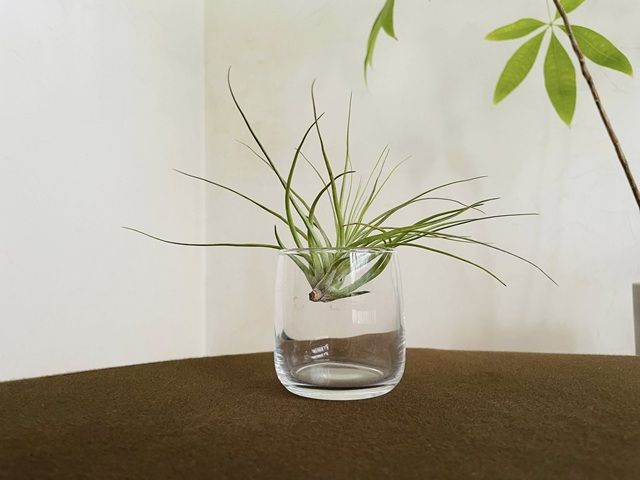 ダイソー エアプランツ 飾り方