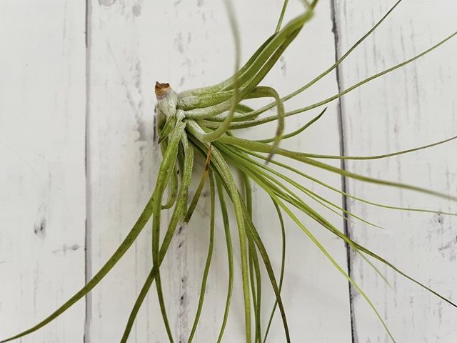 ダイソー エアプランツとは