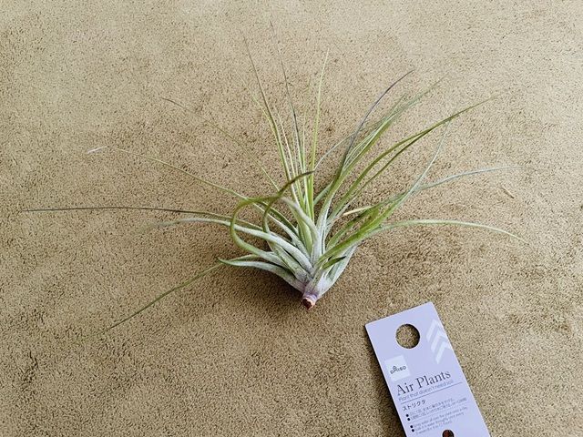 ダイソー エアプランツ ストリクタ