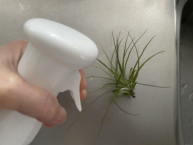 ダイソー エアプランツ エアープランツの育て方