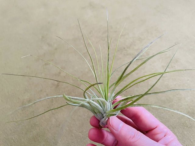 ダイソー エアプランツ 選び方