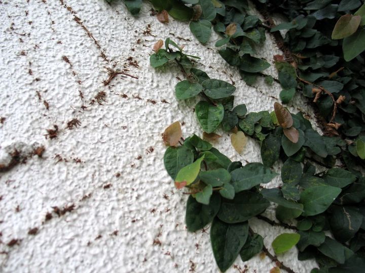 プミラとその痕