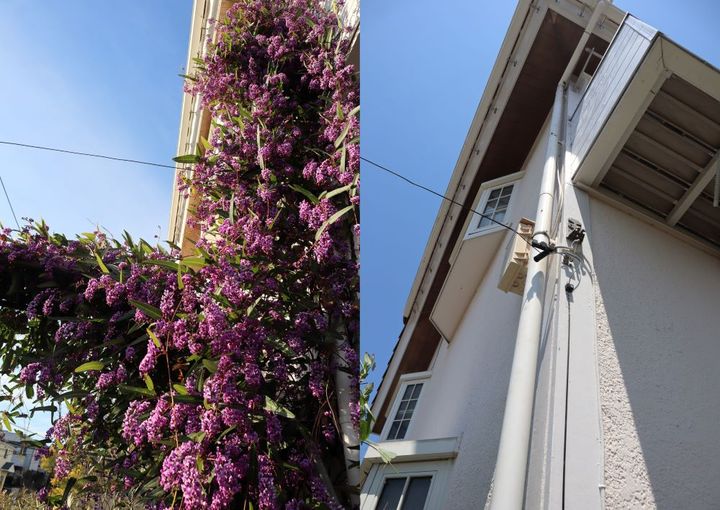 ハーデンベルギア