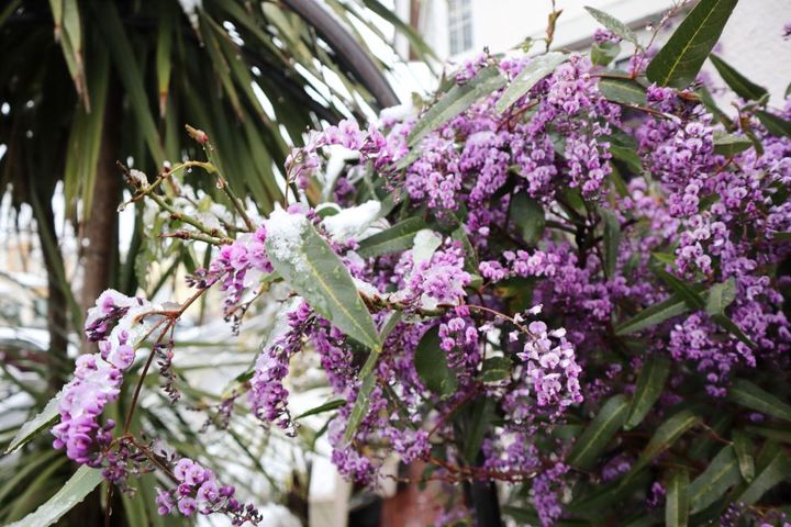 ハーデンベルギア