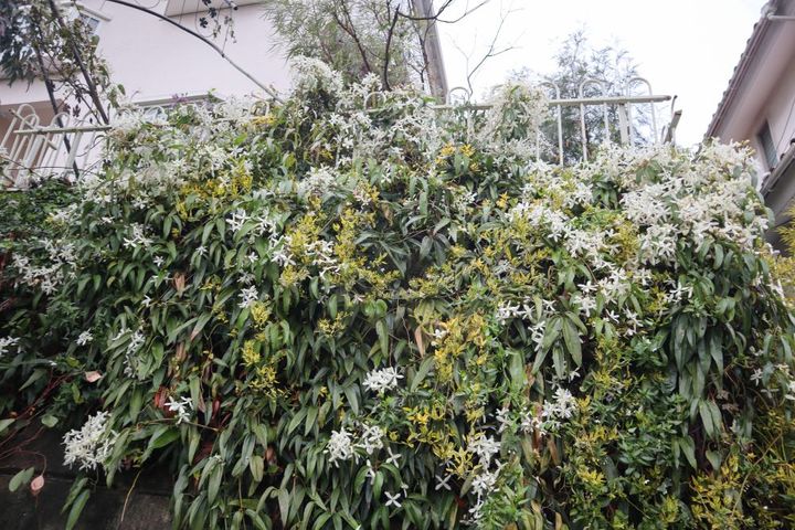 クレマチス・アーマンディ