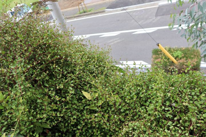 ワイヤープランツ