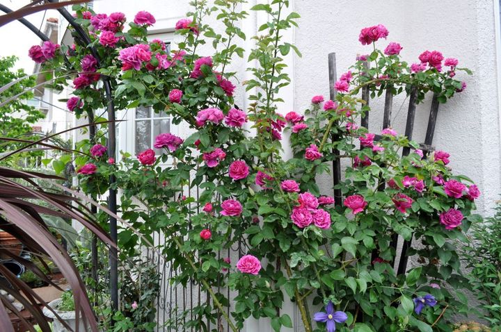 ‘バロン・ジロン・ドゥ・ラン’とクレマチス