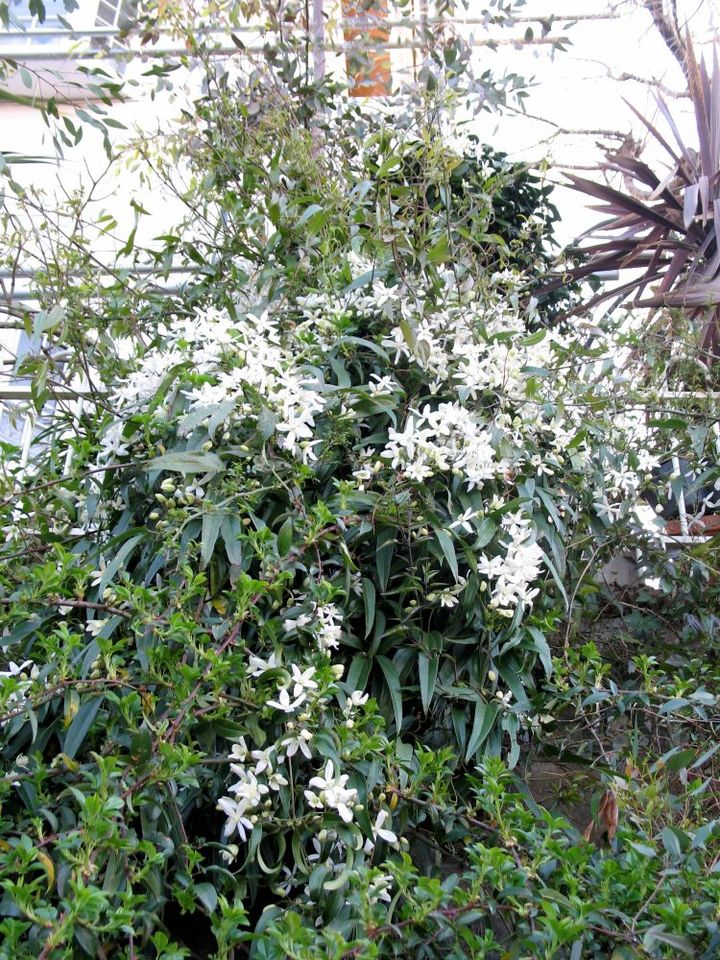 クレマチス・アーマンディ