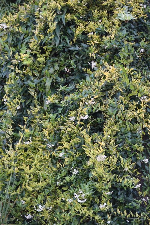 斑入りのツルハナナス