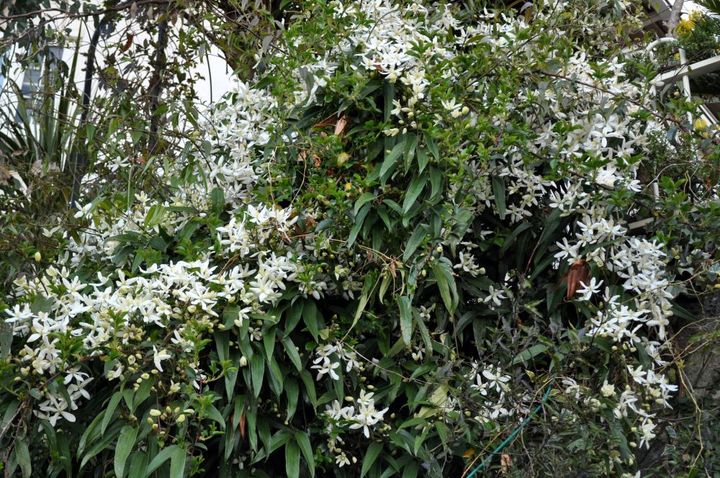 クレマチス・アーマンディ