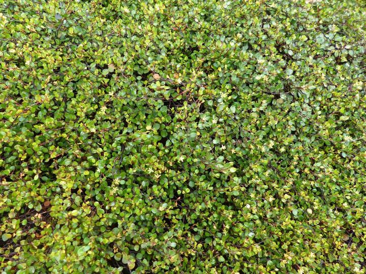 ワイヤープランツ