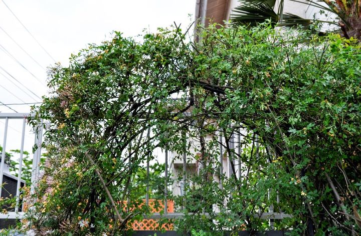 剪定したモッコウバラ