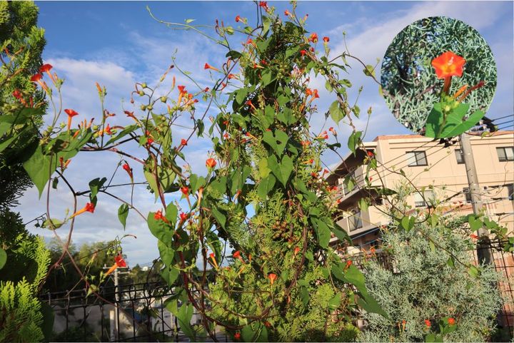 マルバルコウソウ