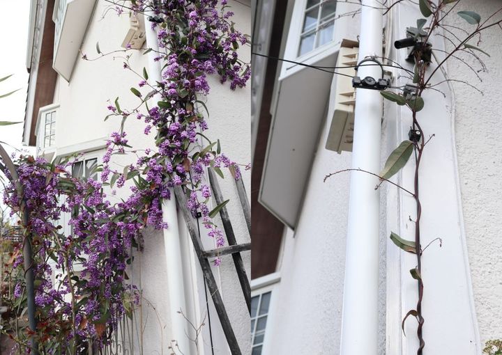 ハーデンベルギアと配線