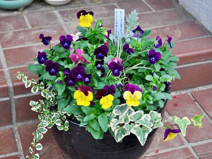プミラやアイビーの入った寄せ植え