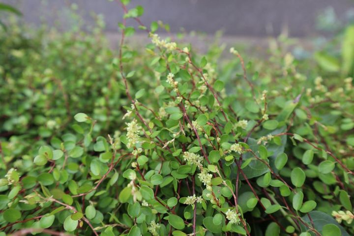 ワイヤープランツの花