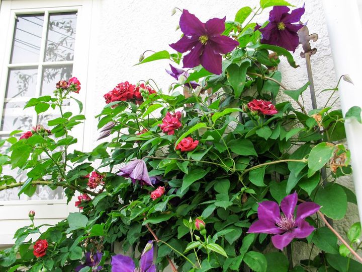 バラとクレマチス