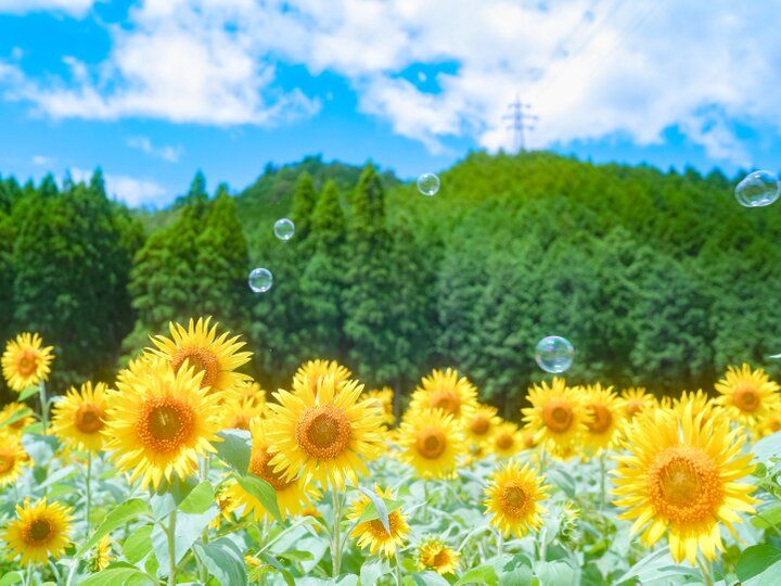 【2025年夏 イヴルルド遙華の12星座占い】～運命が激変する下半期、幸運の扉を開ける鍵とは？～