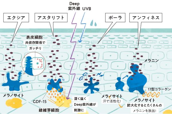 【エクシア】メラノサイトと表皮細胞の共依存関係をリセット 【アスタリフト】Deep紫外線による真皮からのメラニン産生ルートを遮断！ 【ポーラ】大量の発汗由来の日焼けを防ぐ 【アンフィネス】メラノサイトを肥大化させない！