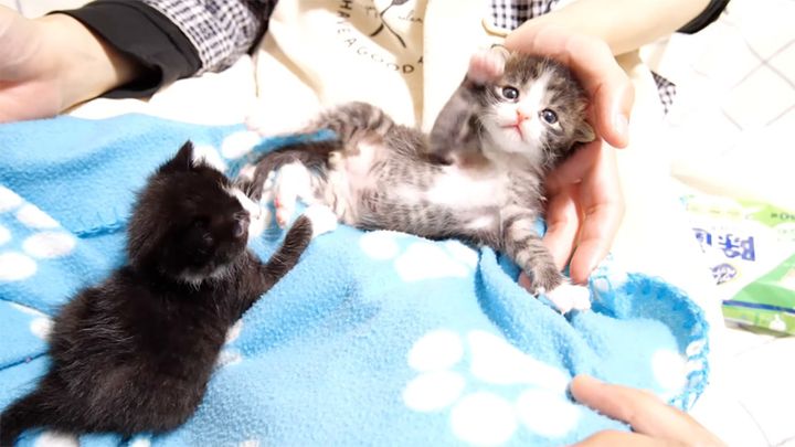 手足をバタバタさせる子猫