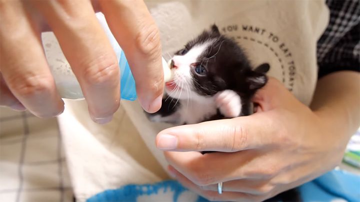 ミルクを飲む子猫