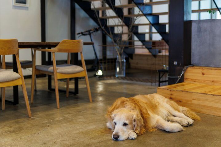 看板犬もお待ちかね♪ 近江八幡のサイフォンコーヒー専門店「仁之助コーヒー」