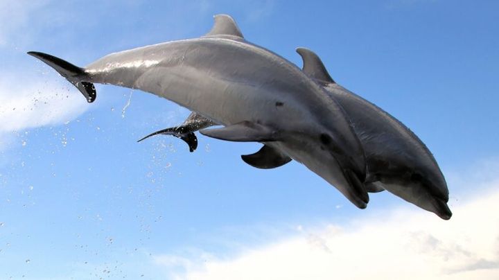 【心理テスト】 あなたが「最も満たされる時間の使い方」を、4択で診断！ イルカ