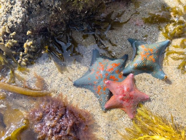 【心理テスト】 あなたが「最も満たされる時間の使い方」を、4択で診断！ ヒトデ