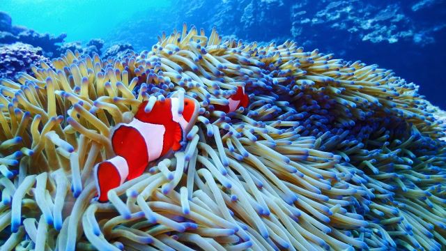 【心理テスト】 あなたが「最も満たされる時間の使い方」を、4択で診断！ 熱帯魚