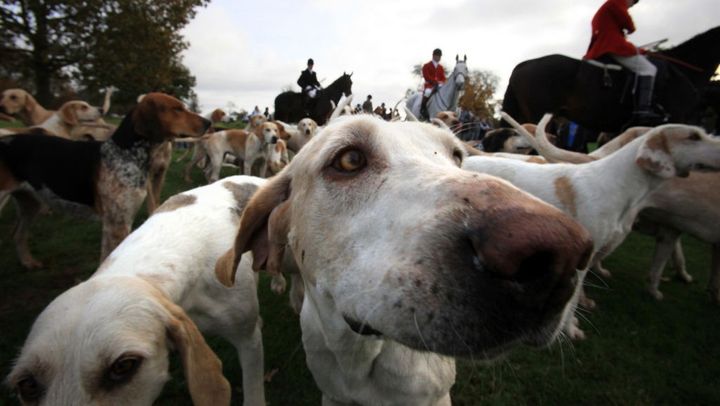 韓国で活躍中の日本人選手、保護犬活動で話題に！犬を飼い始めてから成績も向上？