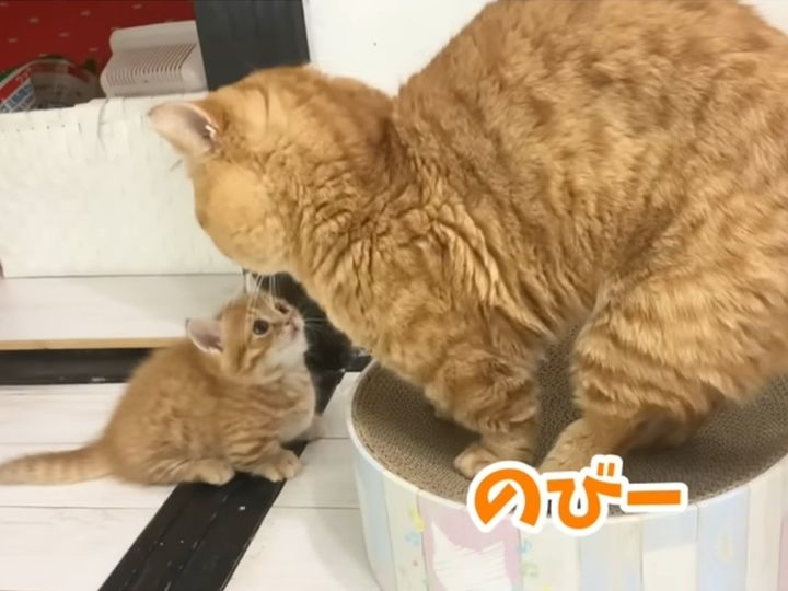 子猫のお願いに、パパは……？