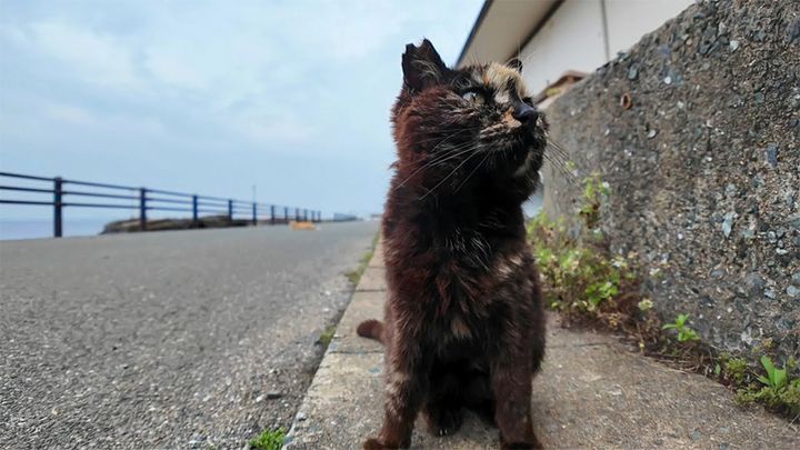 海沿いの道で出会ったサビ猫